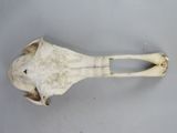 an image of a skull of a horse with a long neck