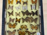 a picture of a display of butterflies in a glass case