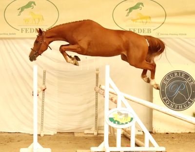 a horse that is jumping over a jump in the air