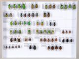 de nombreux insectes exposés dans un cadre blanc