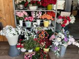 many different types of flowers on display in the store