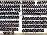 a lot of beetles that are on display in a box