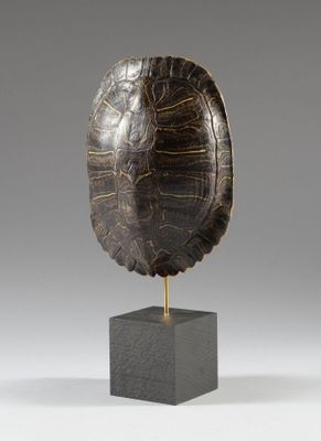 une image représentant une carapace de tortue posée sur un socle, sur fond gris