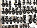 a lot of beetles that are on display in a white box