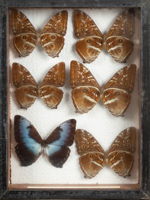 a picture of a display of butterflies in a shadow box