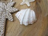 shells and starfishs sitting on a wooden table