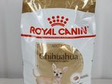 royal canin chihuahua adult dry dog food