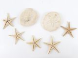 cinq étoiles de mer et un dollar des sables sur un fond blanc