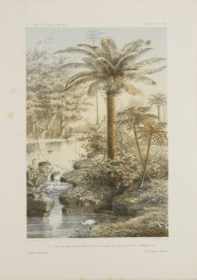 une image représentant un tableau d'un palmier dans un jardin tropical
