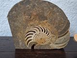 a rock with a shell on it sitting on a table