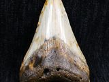a close up of a shark tooth on a black background