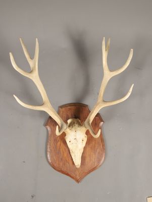 une image représentant une tête de cerf empaillée accrochée au mur, avec ses bois