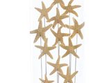 starfishs under a glass dome on a black base