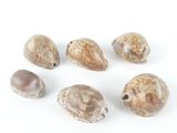 six coquillages sont disposés en cercle sur une surface blanche