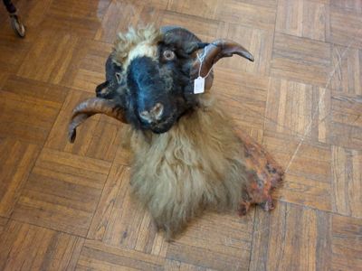 une chèvre assise par terre, avec une étiquette sur la tête