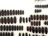 a lot of bugs that are hanging on the wall