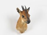 une petite tête de cerf sur fond blanc