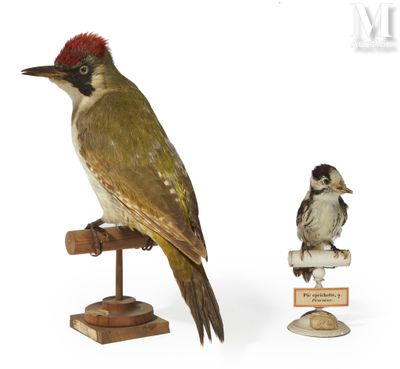 a bird that is sitting on a perch next to a small bird