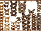 many different types of moths displayed in a wooden frame