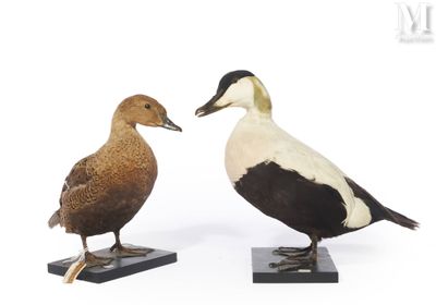 une paire de canards posés sur des socles noirs, sur fond blanc