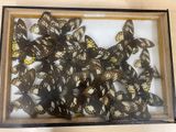 a picture of a display of butterflies in a wooden frame