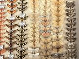 many different types of moths displayed on a wall
