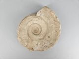 an image of a stone object with a spiral design on it