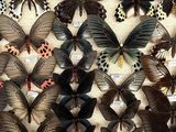 a lot of butterflies that are on display in a glass case