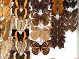 many different types of butterflies displayed in a white box