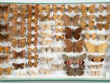 de nombreux types de papillons dans une vitrine
