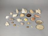 un grand nombre de coquilles qui sont sur la table