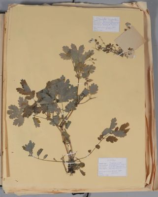 un livre ouvert, sur lequel est posée une plante, posé sur une table