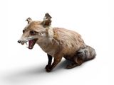 un renard assis par terre, la gueule ouverte