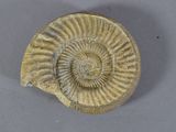 an ammonet fossil is shown on a table with a white background