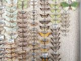 an image of a display of moths and other insects in a glass case