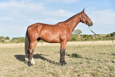 a brown horse that is standing in the grass