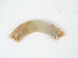 an image of a piece of carved bone on a white surface