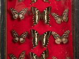 butterflies in a shadow box on a red background