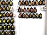 many beetles on display in a white display case