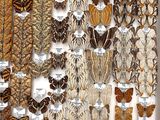 many different types of moths displayed in a display