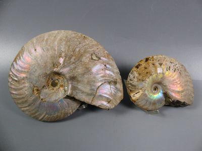 pair of ammonite shells on a gray background