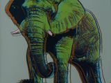 a picture of an elephant that is standing in the grass