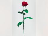 an image of a single red rose on a white background