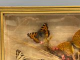 une photo représentant un tableau de papillons dans un cadre