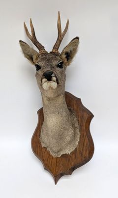 tête de cerf fixée sur une plaque en bois, sur fond blanc