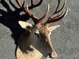 a deer ' s head on the ground with antlers on it