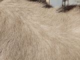 a close up of a horse ' s back with hair on it ' s back