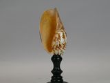 an image of a seashell on a black stand