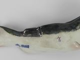 a black and white fish on a white surface