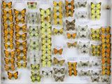 many different types of butterflies displayed in a display case